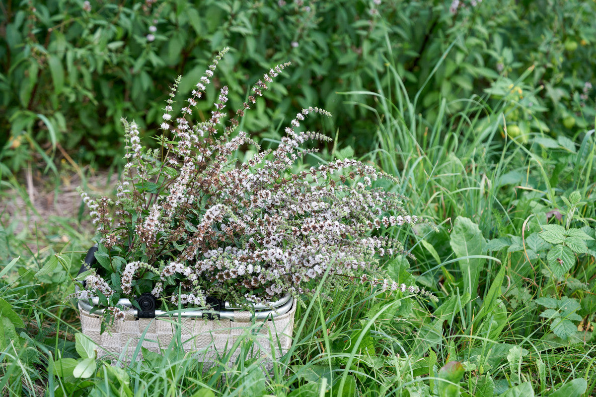 Best Ground Elder Weed Killer: How to Get Rid of Ground Elder Naturally