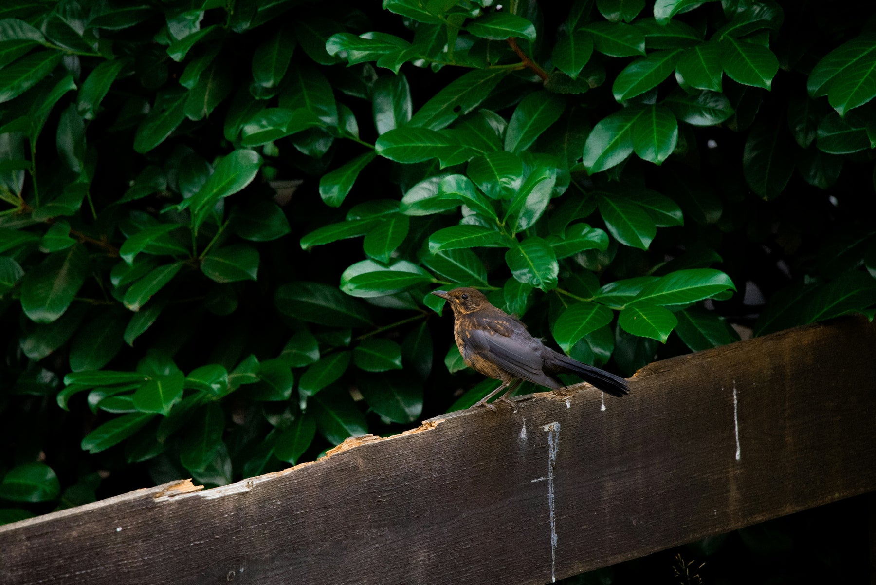 How to Clean Bird Poop Off Patio in the UK