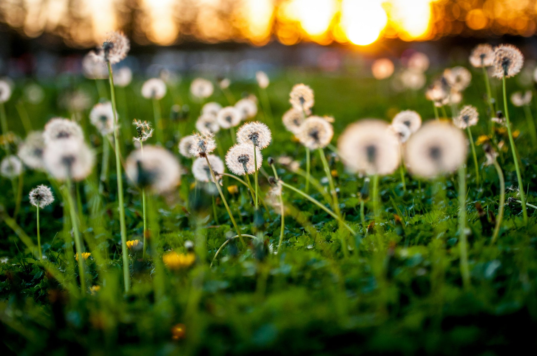 Best Dandelion Weed Killer: How to Kill Dandelions Naturally in Lawns 