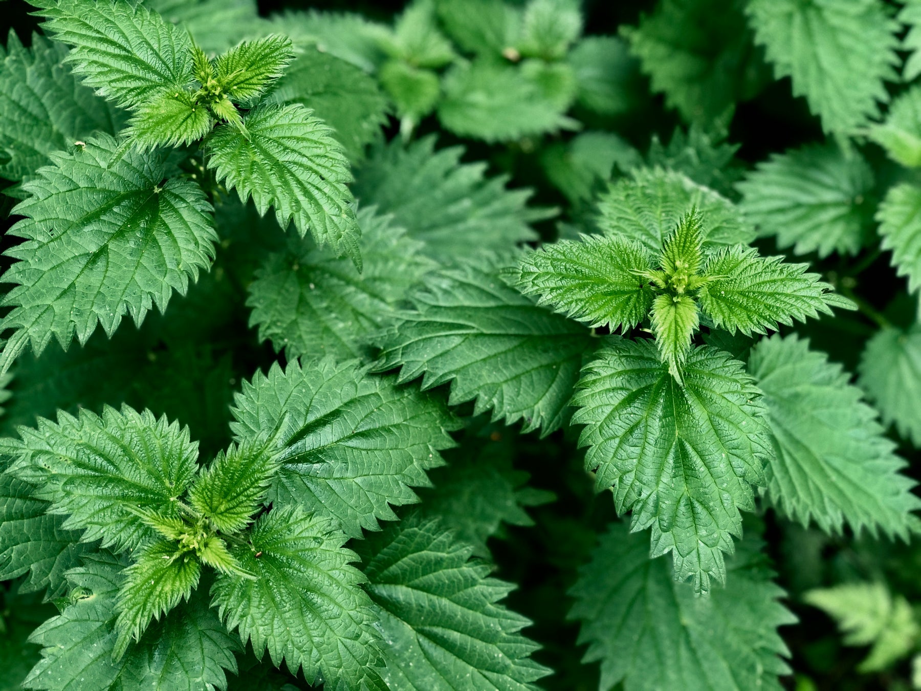 Best Weed Killer for Nettles