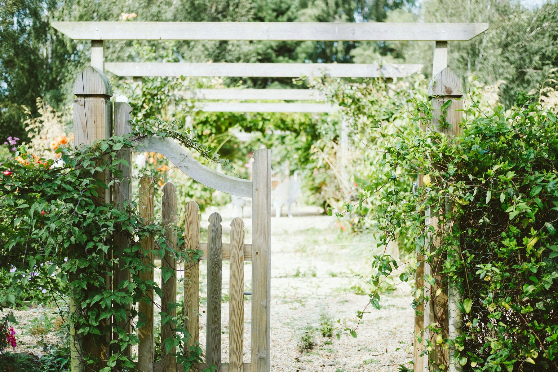 Best Weed Killer for Allotments: How to Clear Weeds From Allotments